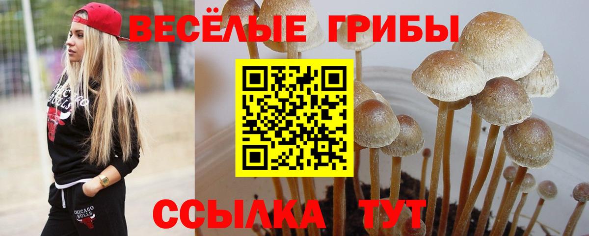 Галлюциногенные грибы прущие грибы Калининград